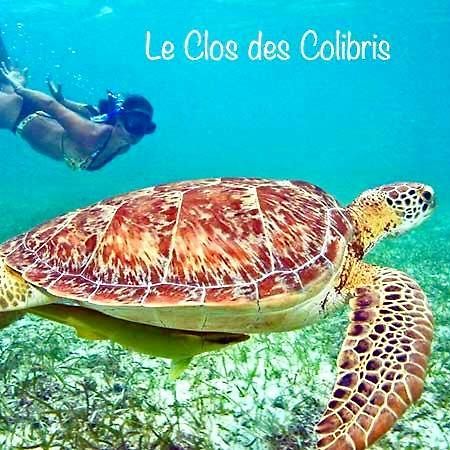 Lodge Colibris Piscine Privee Vue Panoramique Mer Et Montagne Pelee , 500 M Plage Dans Un Parc , Calme Assure Ideal Pour Decouvrir Le Nord Caraibes Le Carbet Luaran gambar
